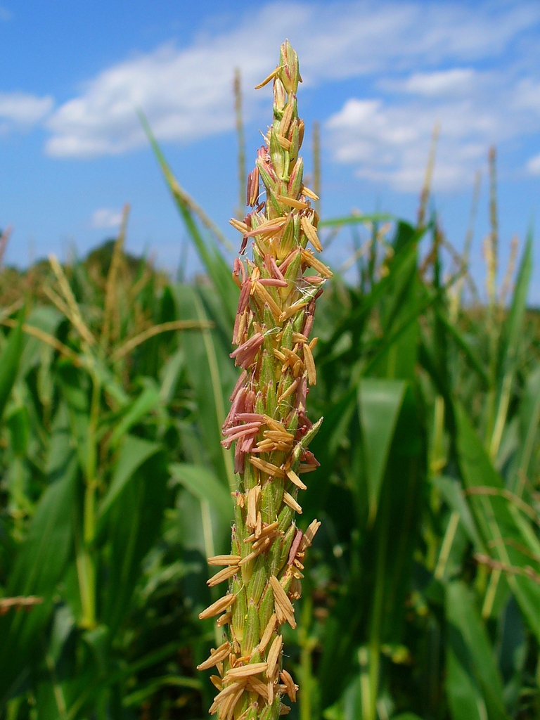 Zea mays male flowers