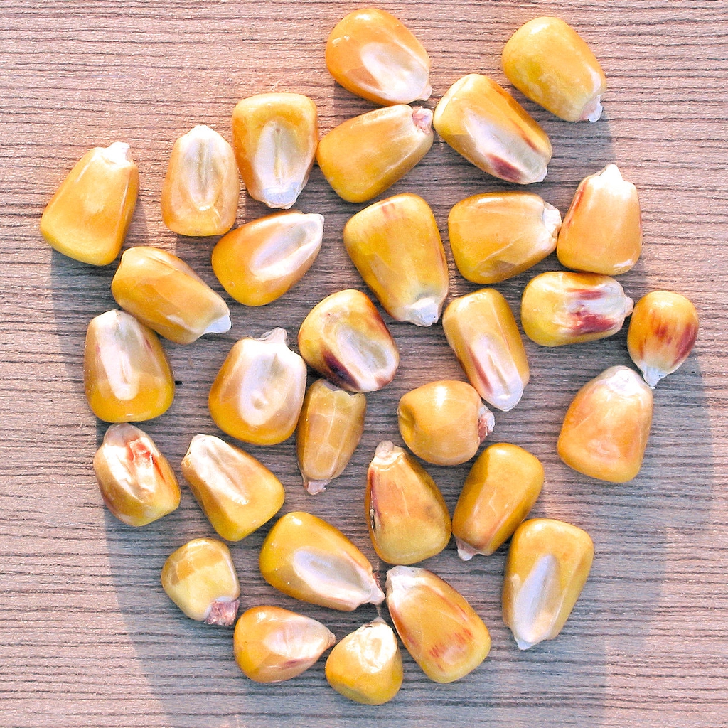 Zea mays seeds