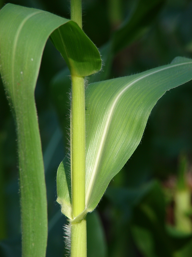 Zea mays stalk and leaves