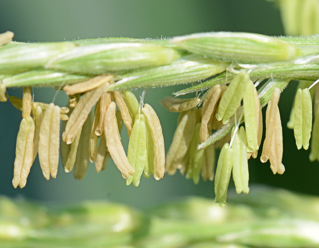 Zea mays stamens