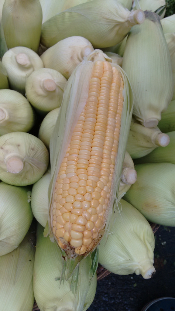 Zea mays var. ceratina