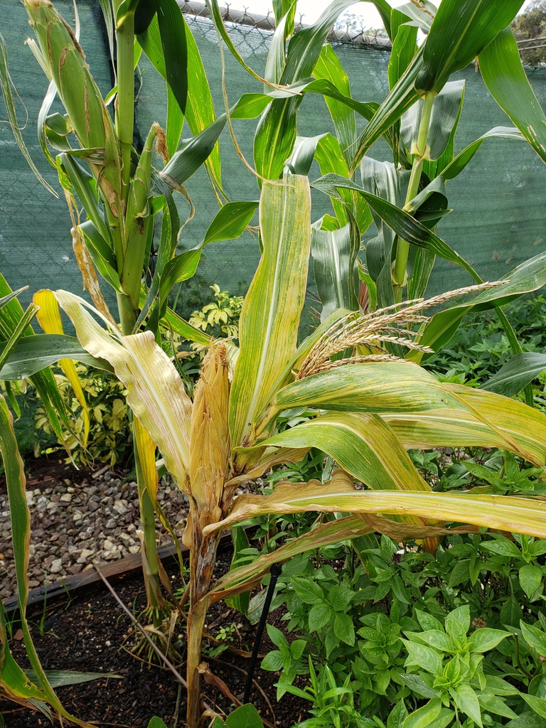 Zea mays with virus