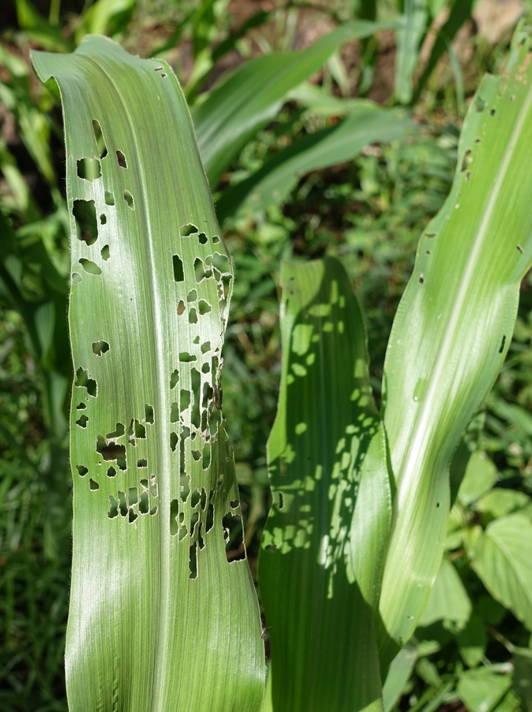 Zea mays with injury