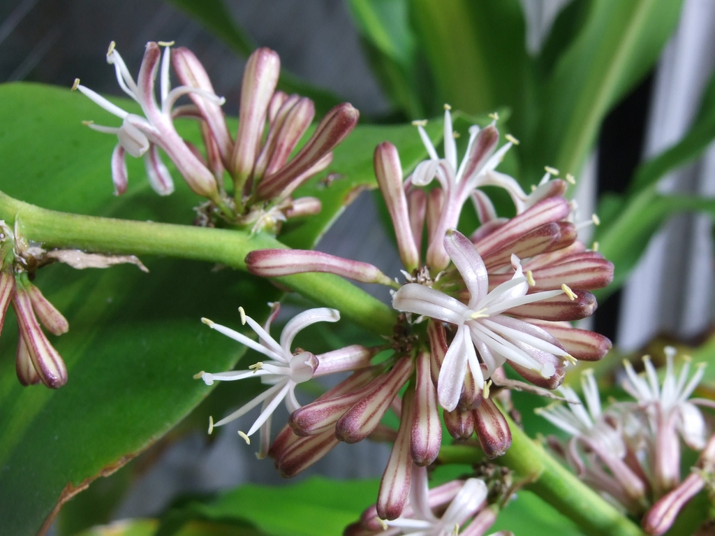 leaves and flowers