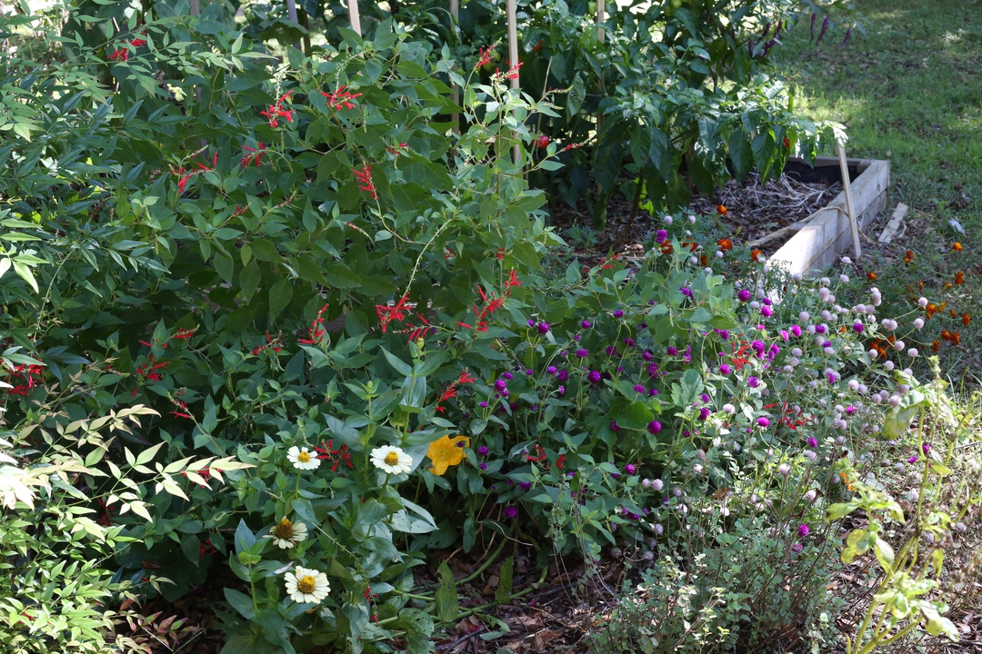 Front pollinator area and cedar bed in fall 2019