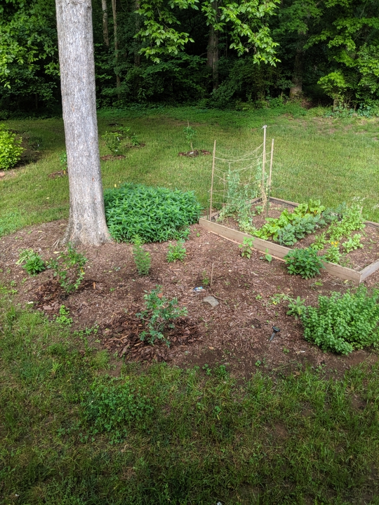 Garden in May 2019