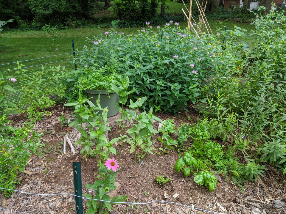 Garden in June 2020