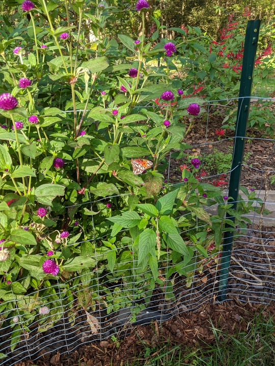 Front pollinator area October 2020