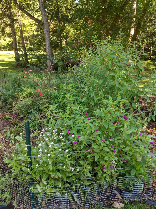 Left side of garden in October 2020