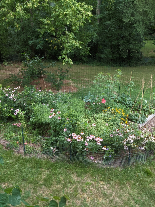 Garden in July 2021