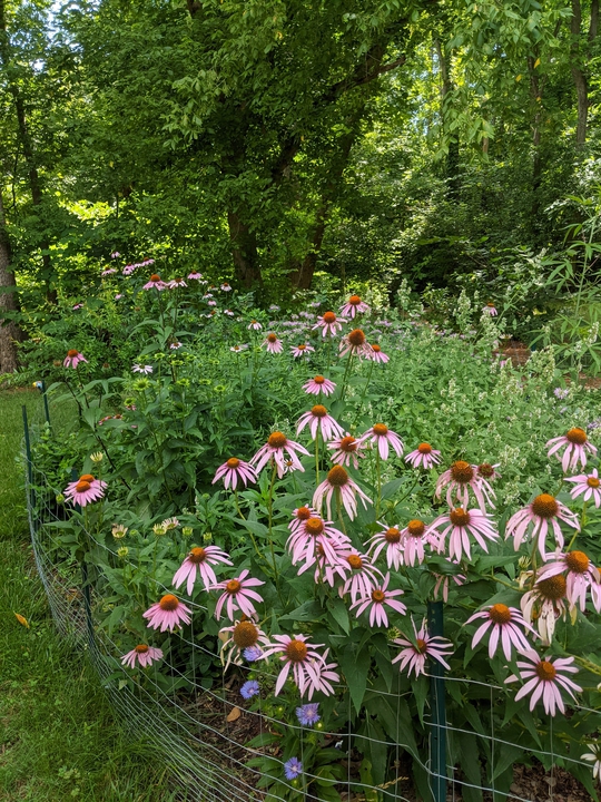 Left side of garden in June 2021