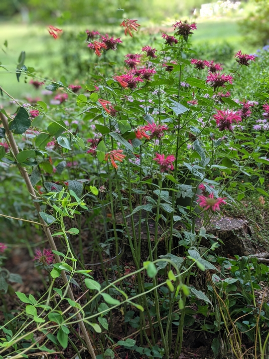 Back view of pollinator garden area July 2022