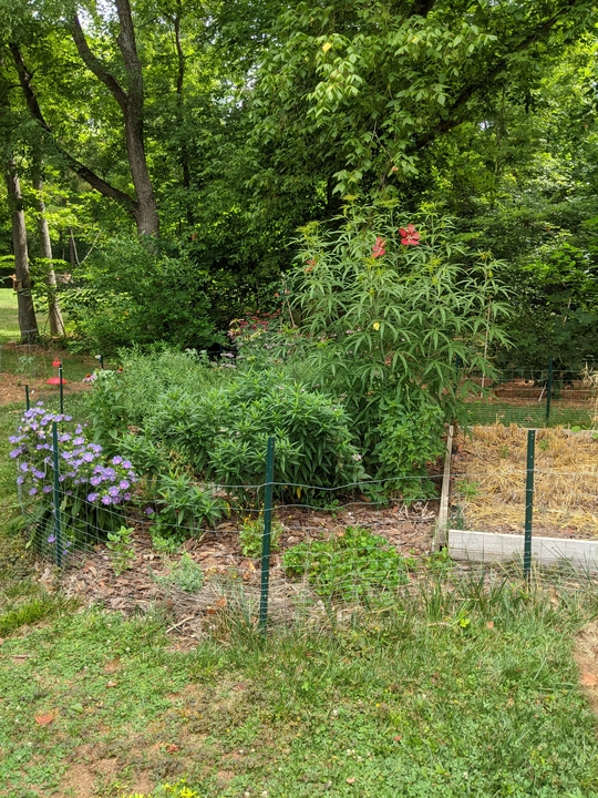 Pollinator Garden Front July 2022