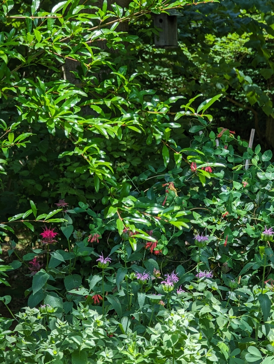 Part of the pollinator area with pomegranate tree in Summer 2024