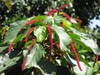 Leaves and flowers