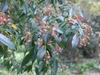 Branch with simple, entire, lanceolate leaves & white flowers.