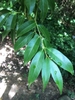 Branch with simple, entire, lanceolate leaves.