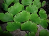 Adiantum raddianum