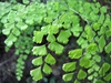 Adiantum raddianum leaves