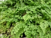 Adiantum capillus-veneris