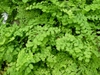 Adiantum capillus-veneris