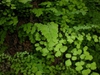 Adiantum capillus vereris