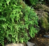 Adiantum capillus vereris