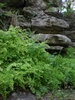 Adiantum capillus vereris habit