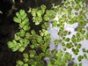 Adiantum raddianum