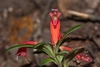 Close up of flower