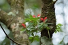 Growing on a tree