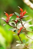 Blooms and leaves