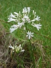 White flower