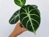 Hand holding potted plant with heart-shaped leaves & white veins