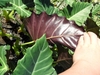 Hear-shaped leaves with wavy margins & purple undersides.