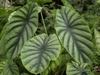 Rounded, heart-shaped leaves with dark green veins.