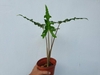 Hand holding potted plant with narrow leaves & lobed margins