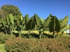 Large, erect, arrowhead-shaped leaves protruding above a hedge