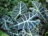 Dark metallic green leaves with white veins.