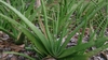 Form of leaves in a rosette