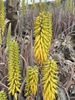 Plants with many yellowish tubular flowers