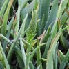 Flowers forming on a stem in the center of the plant