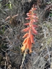 Reddish orange tubular flowers on a spike