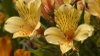 Alstroemeria