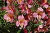 Alstroemeria hybrids