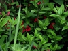 Alstroemeria hybrids