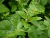 Alternanthera ficoidea