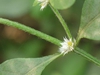 Alternanthera ficoidea