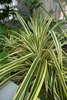 Rosette of long, green-and-white striped leaves.