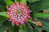 bromeliad flower